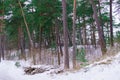 Snow fell asleep dunes and pines of the Baltic Bay. Winter landscape