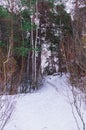 Snow fell asleep dunes and pines of the Baltic Bay. Winter landscape Royalty Free Stock Photo