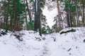 Snow fell asleep dunes and pines of the Baltic Bay. Winter landscape Royalty Free Stock Photo