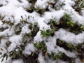 Snow fell on the leaves in winter Royalty Free Stock Photo