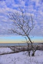 Snow and fencing beyond a leafless tree.