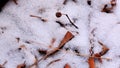 Snow Fields with Dry Plants