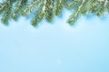 Snow Fir tree branch and cones on blue background. Royalty Free Stock Photo