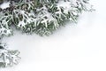 Snow fir tree branches under snowfall