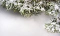 Snow fir tree branches under snowfall. framework for text