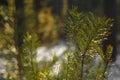 Snow fir tree branches under snowfall Royalty Free Stock Photo