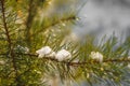 Snow fir tree branches under snowfall Royalty Free Stock Photo