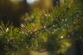 Snow fir tree branches under snowfall Royalty Free Stock Photo