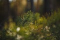 Snow fir tree branches under snowfall Royalty Free Stock Photo