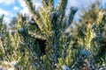 Snow fir tree branches under snowfall. Winter detail Royalty Free Stock Photo