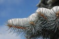 Snow on fir tree close-up 2