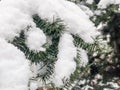 Snow on a fir tree in the winter. in Romania Royalty Free Stock Photo