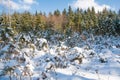 Winter forest snow trees background