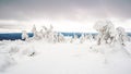 Snow firs on mountain range under cloudy winter sky. Trees covered with snow