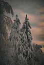 Snow firs in Russia