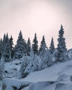 Snow firs on a winter evening.