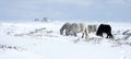 Snow scenery with ponies in Dartmoor National Park Royalty Free Stock Photo