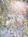 Snow flakes and dew drops on rose leaves on a bokeh background on a sunny winter day Royalty Free Stock Photo