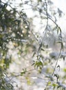 Snow flakes and dew drops on rose leaves on a bokeh background on a sunny winter day Royalty Free Stock Photo