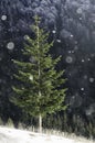 Snow flakes falling over landscape with pine tree Royalty Free Stock Photo