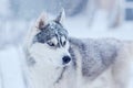 Snow flakes on the head siberian husky dog in winter blizzard outdoor Royalty Free Stock Photo