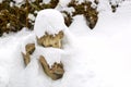 Snow flakes, ice crystals forming on cute stone angel sculpture Royalty Free Stock Photo