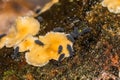 Snow Fleas or Winter Springtails - Hypogastrura nivicola