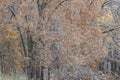 Snow Flocked Autumn Forest