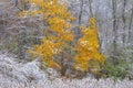 Snow Flocked Autumn Forest