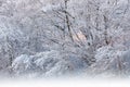 Snow Flocked Forest Fort Custer State Park