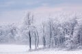 Snow Flocked Trees