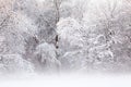 Snow Flocked Trees