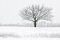 Snow Flocked Trees