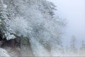 Snow Flocked Trees Clingman`s Dome Royalty Free Stock Photo