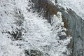 Snow Flocked Trees Clingman`s Dome Royalty Free Stock Photo