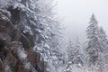 Snow Flocked Trees in Fog