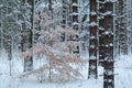 Snow Flocked Winter Forest