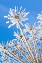 Snow flower