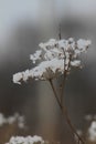 snow flower