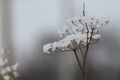 Snow flower