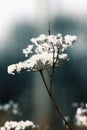 Snow flower