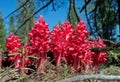 Sarcodes, flowering Springtime plant known as Snow flower