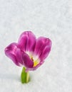 Tulip prettybackground Royalty Free Stock Photo