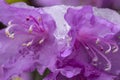 Snow on flowers of rhododendron shrub in early spring, Connecticut Royalty Free Stock Photo