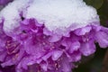 Snow on flowers of rhododendron shrub in early spring, Connecticut Royalty Free Stock Photo