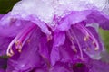 Snow on flowers of rhododendron shrub in early spring, Connecticut Royalty Free Stock Photo