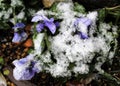 Snow on flowers Royalty Free Stock Photo