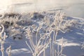 Snow Fog Ice Crystals on Plants Royalty Free Stock Photo