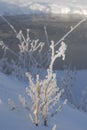 Snow Fog formed Ice Crystals on Plants Royalty Free Stock Photo