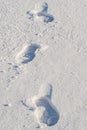 Snow footprint Royalty Free Stock Photo